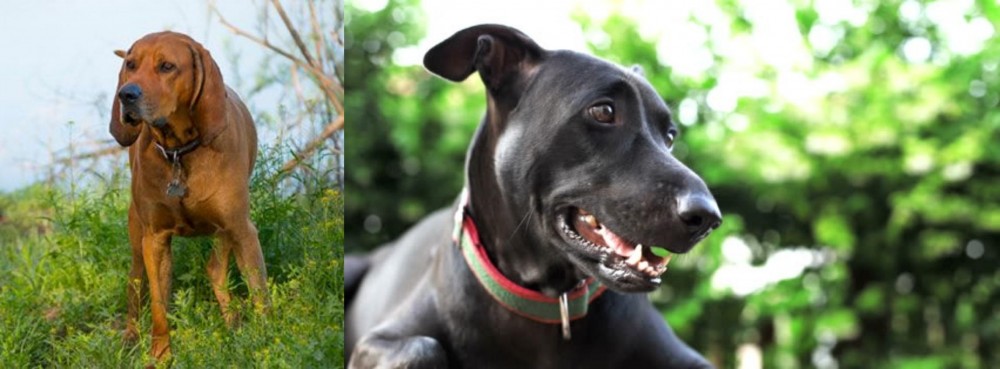 Shepard Labrador vs Redbone Coonhound - Breed Comparison