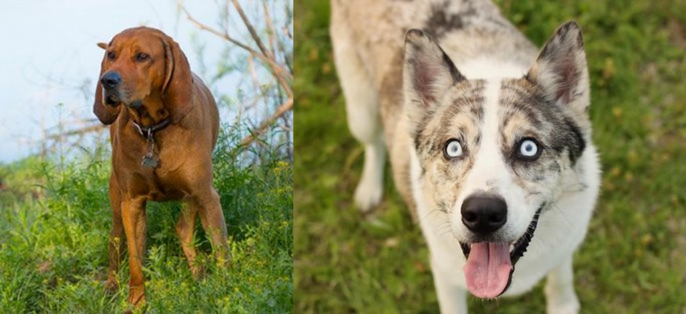Shepherd Husky vs Redbone Coonhound - Breed Comparison