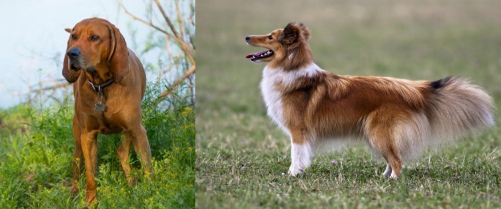 Shetland Sheepdog vs Redbone Coonhound - Breed Comparison