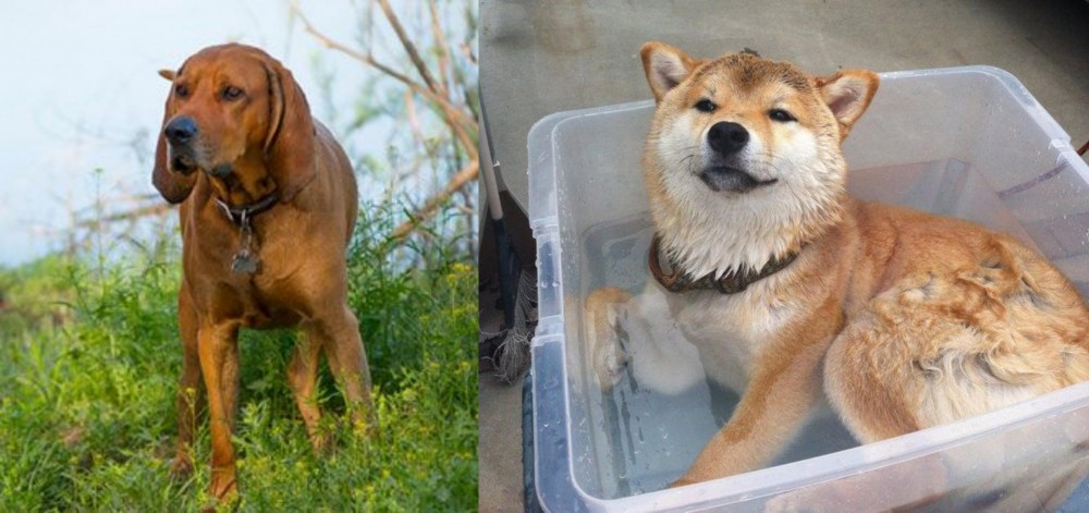 Shiba Inu vs Redbone Coonhound - Breed Comparison