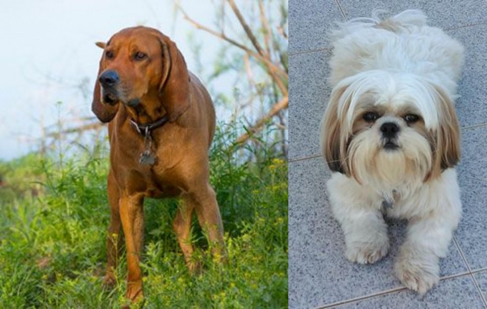 Shih Tzu vs Redbone Coonhound - Breed Comparison