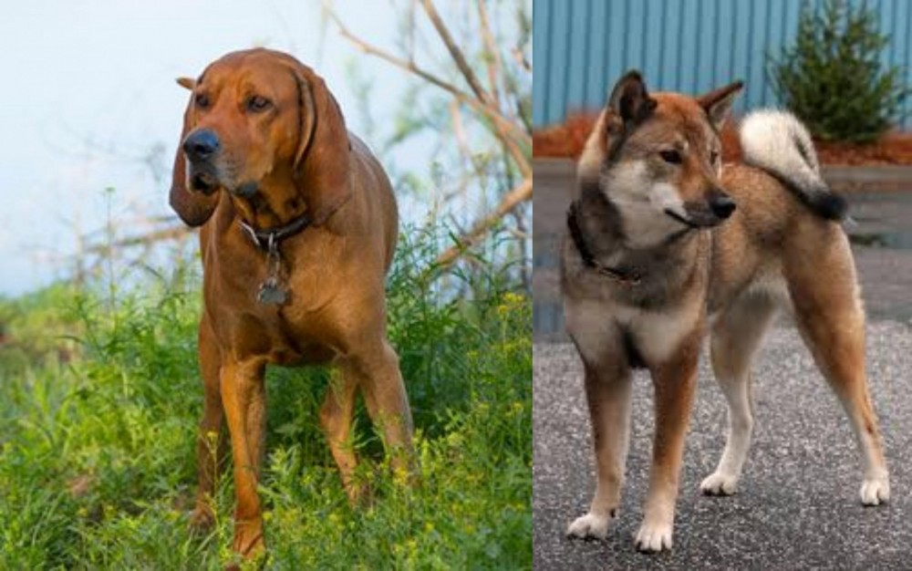 Shikoku vs Redbone Coonhound - Breed Comparison