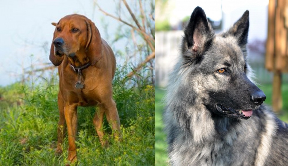 Shiloh Shepherd vs Redbone Coonhound - Breed Comparison