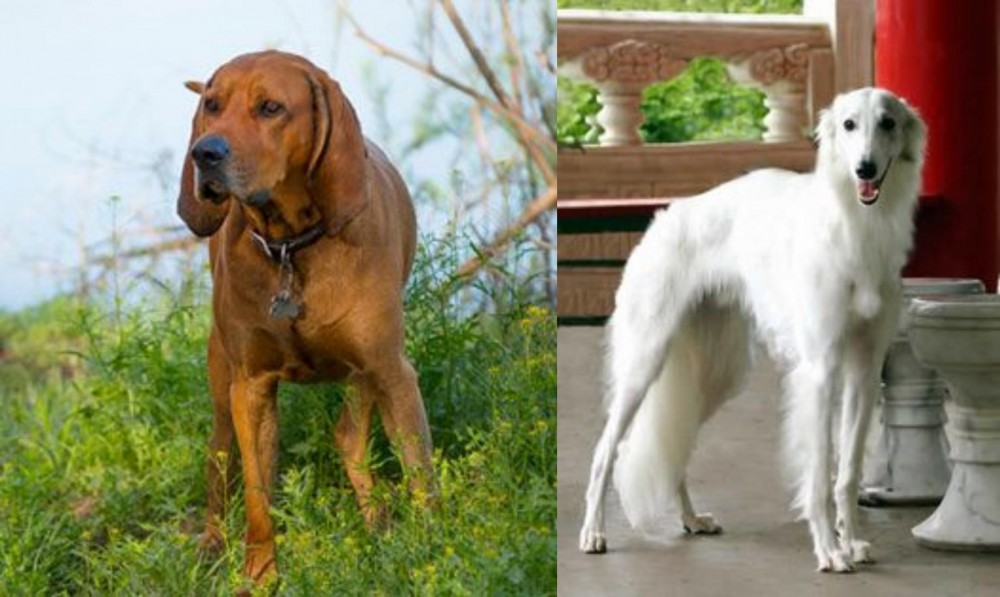 Silken Windhound vs Redbone Coonhound - Breed Comparison