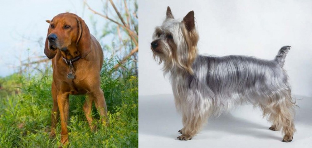 Silky Terrier vs Redbone Coonhound - Breed Comparison