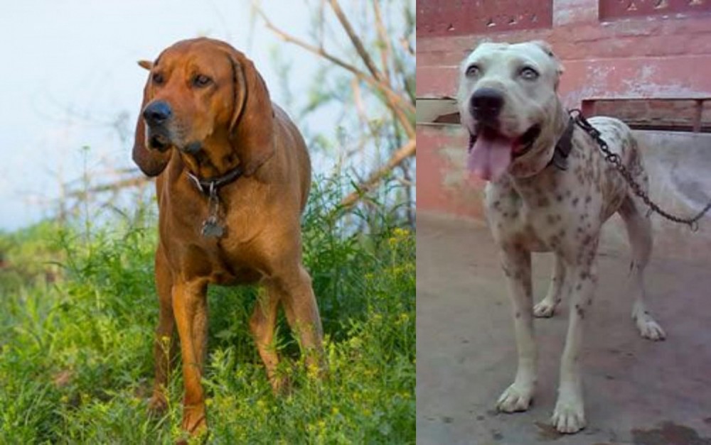 Sindh Mastiff vs Redbone Coonhound - Breed Comparison