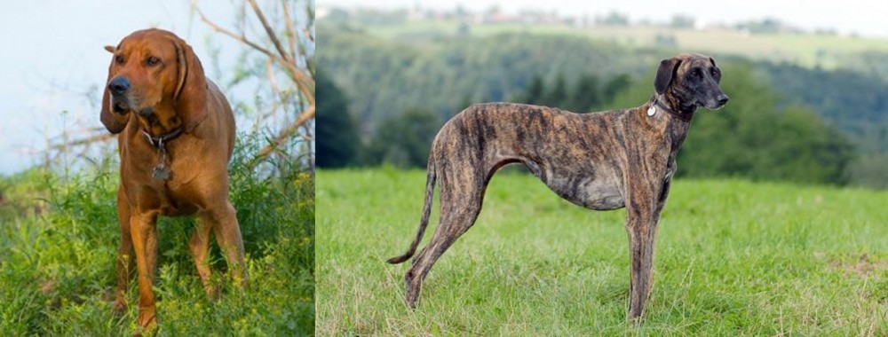 Sloughi vs Redbone Coonhound - Breed Comparison