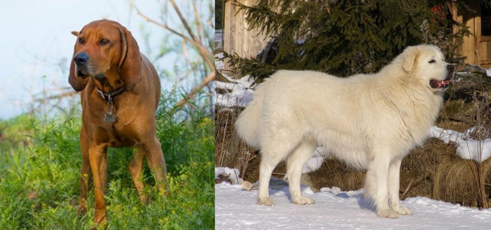 Slovak Cuvac vs Redbone Coonhound - Breed Comparison