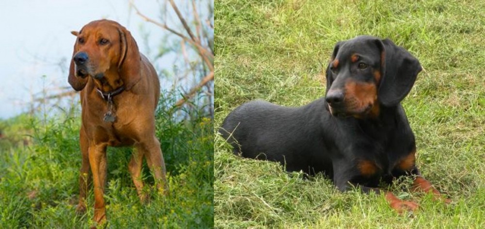 Slovakian Hound vs Redbone Coonhound - Breed Comparison