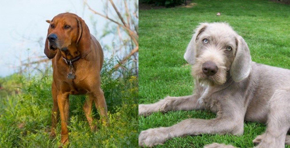 Slovakian Rough Haired Pointer vs Redbone Coonhound - Breed Comparison