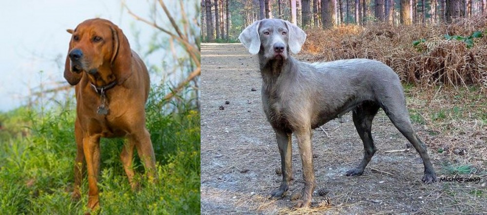 Slovensky Hrubosrsty Stavac vs Redbone Coonhound - Breed Comparison