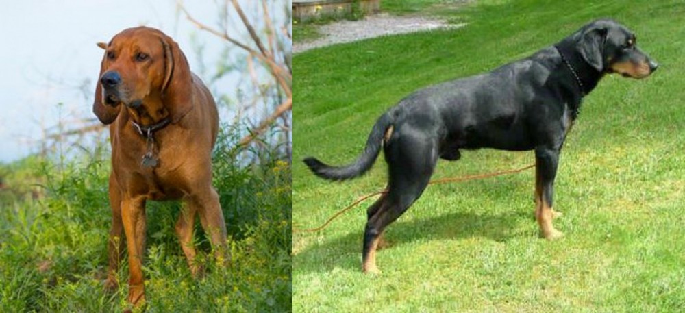 Smalandsstovare vs Redbone Coonhound - Breed Comparison