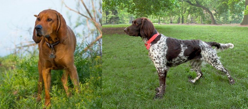 Small Munsterlander vs Redbone Coonhound - Breed Comparison