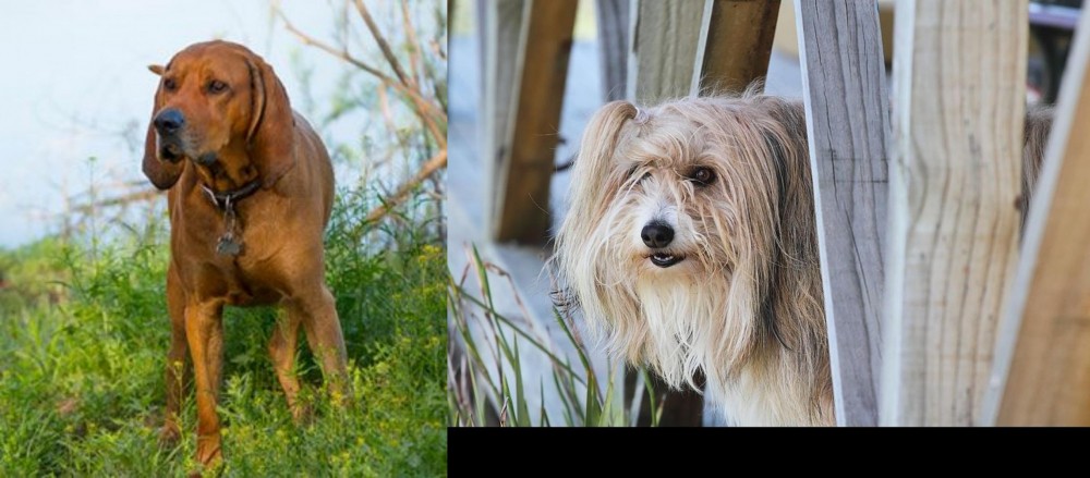 Smithfield vs Redbone Coonhound - Breed Comparison