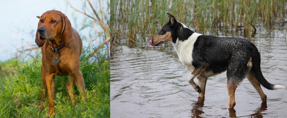 Smooth Collie vs Redbone Coonhound - Breed Comparison