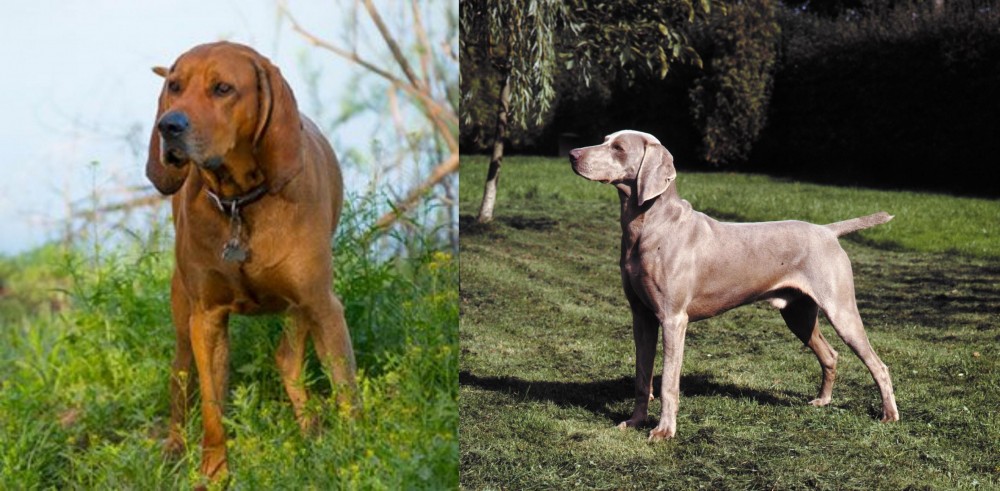Smooth Haired Weimaraner vs Redbone Coonhound - Breed Comparison