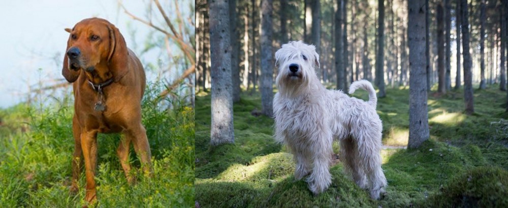 Soft-Coated Wheaten Terrier vs Redbone Coonhound - Breed Comparison