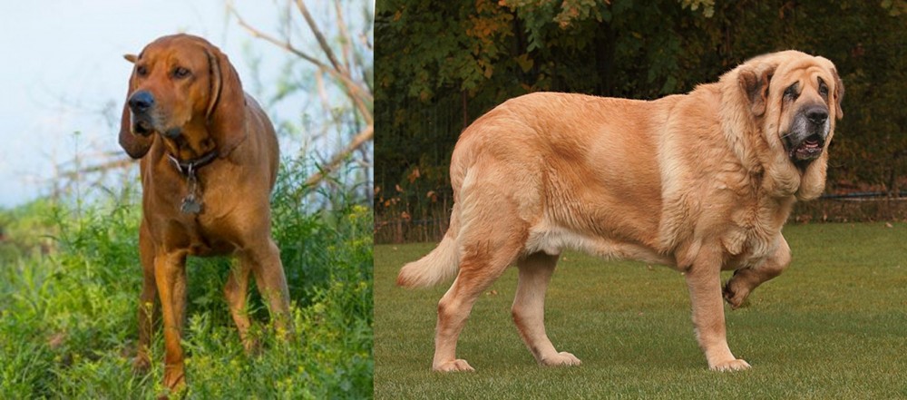 Spanish Mastiff vs Redbone Coonhound - Breed Comparison