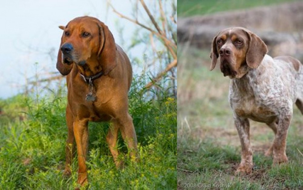 Spanish Pointer vs Redbone Coonhound - Breed Comparison