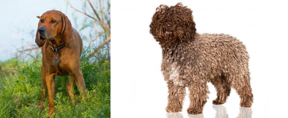 Spanish Water Dog vs Redbone Coonhound - Breed Comparison