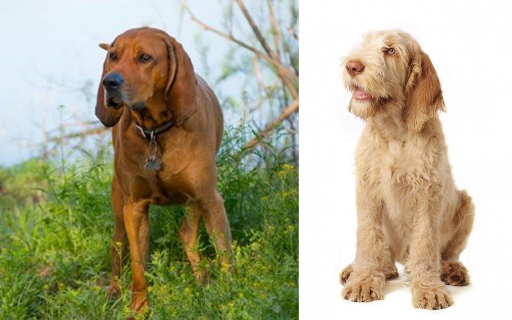 Spinone Italiano vs Redbone Coonhound - Breed Comparison