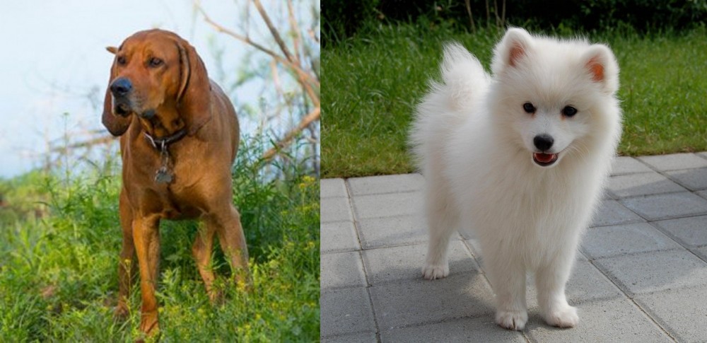 Spitz vs Redbone Coonhound - Breed Comparison