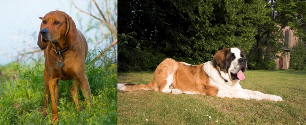 St. Bernard vs Redbone Coonhound - Breed Comparison