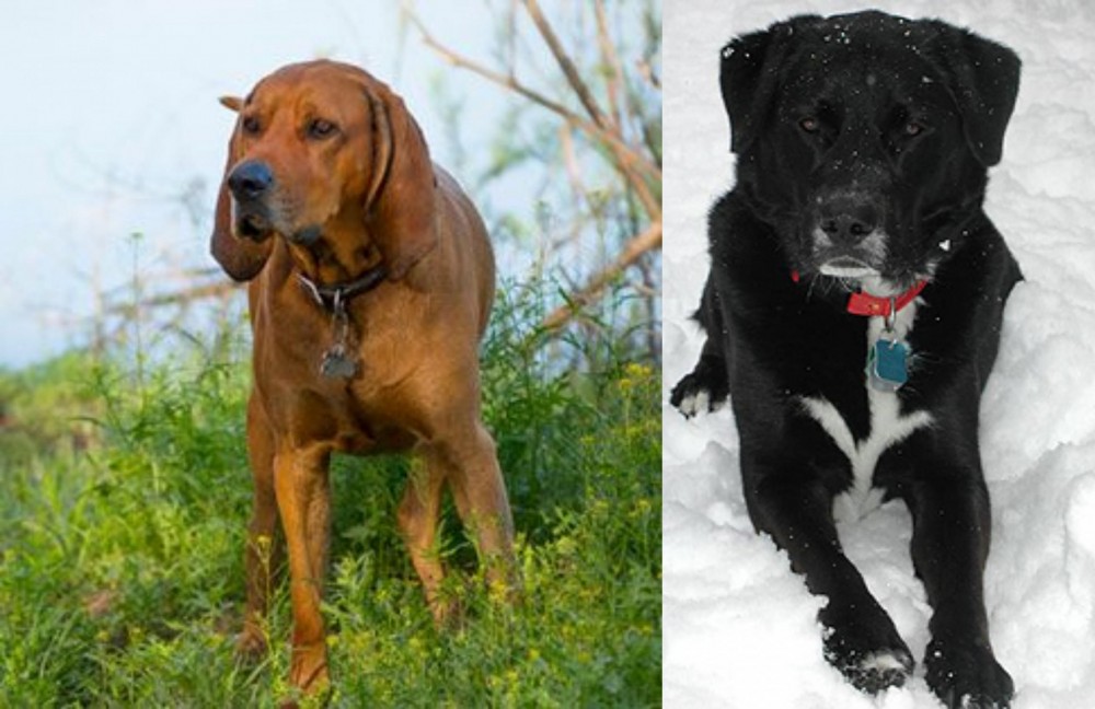 St. John's Water Dog vs Redbone Coonhound - Breed Comparison