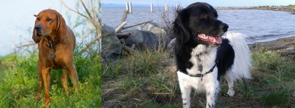 Stabyhoun vs Redbone Coonhound - Breed Comparison