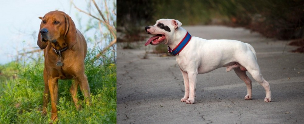Staffordshire Bull Terrier vs Redbone Coonhound - Breed Comparison