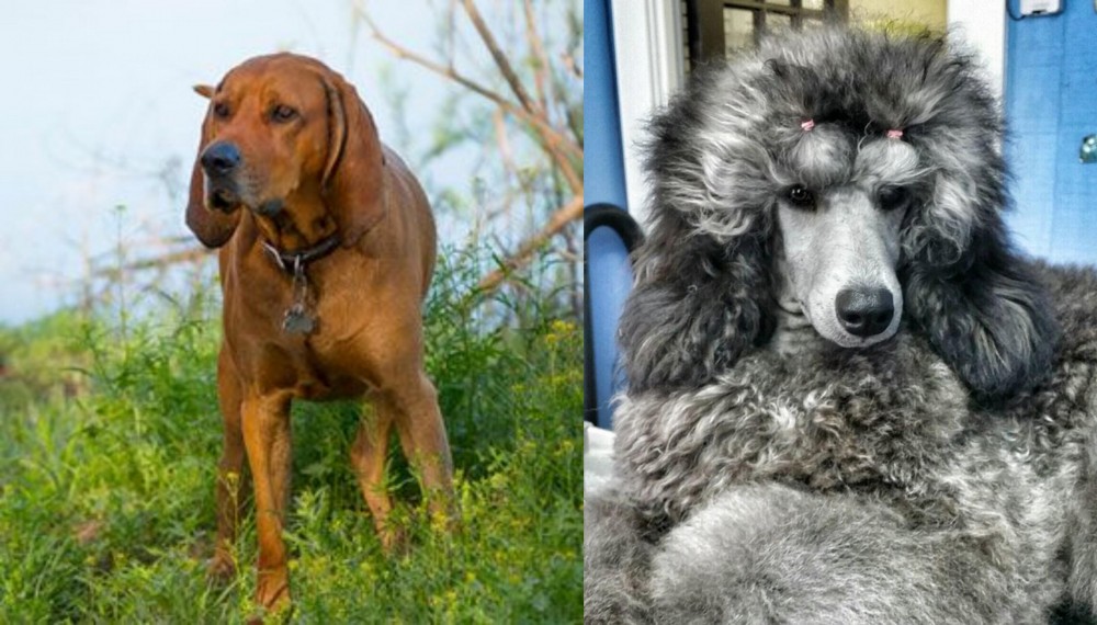 Standard Poodle vs Redbone Coonhound - Breed Comparison