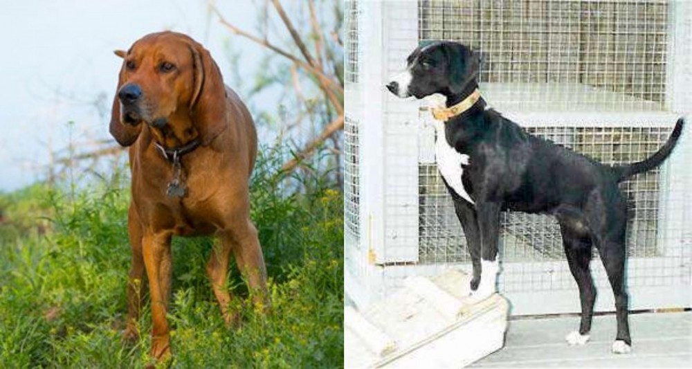 Stephens Stock vs Redbone Coonhound - Breed Comparison