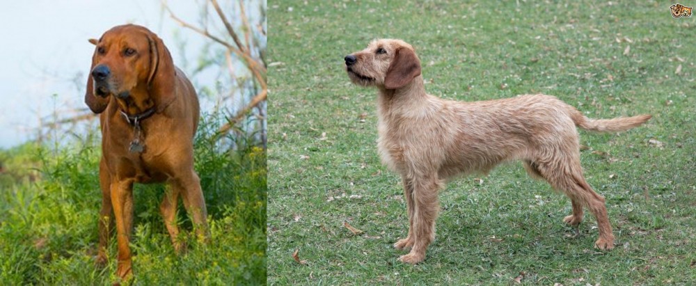 Styrian Coarse Haired Hound vs Redbone Coonhound - Breed Comparison