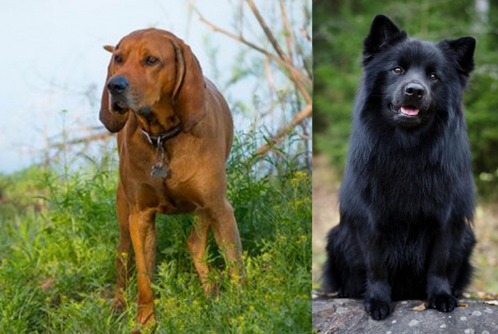 Swedish Lapphund vs Redbone Coonhound - Breed Comparison