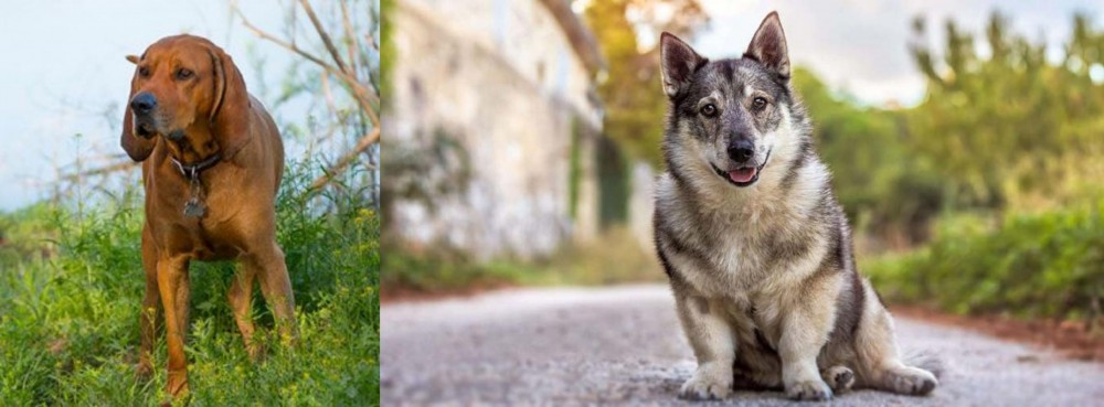 Swedish Vallhund vs Redbone Coonhound - Breed Comparison