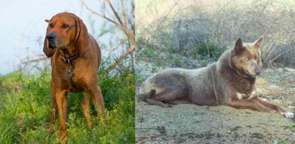 Tahltan Bear Dog vs Redbone Coonhound - Breed Comparison