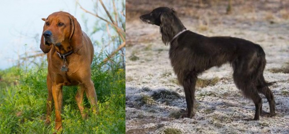 Taigan vs Redbone Coonhound - Breed Comparison