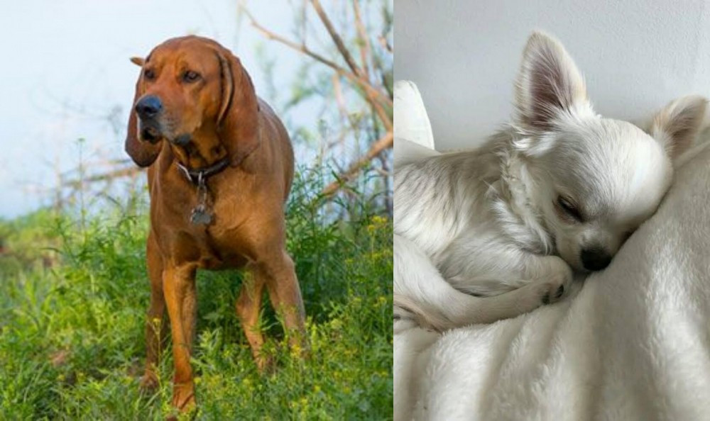 Tea Cup Chihuahua vs Redbone Coonhound - Breed Comparison