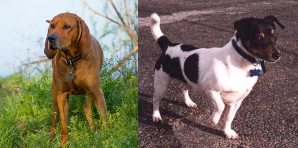 Teddy Roosevelt Terrier vs Redbone Coonhound - Breed Comparison