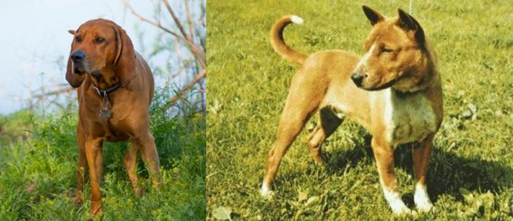 Telomian vs Redbone Coonhound - Breed Comparison