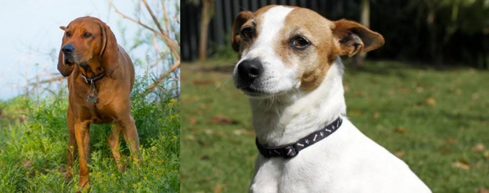 Tenterfield Terrier vs Redbone Coonhound - Breed Comparison