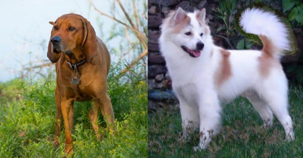 Thai Bangkaew vs Redbone Coonhound - Breed Comparison