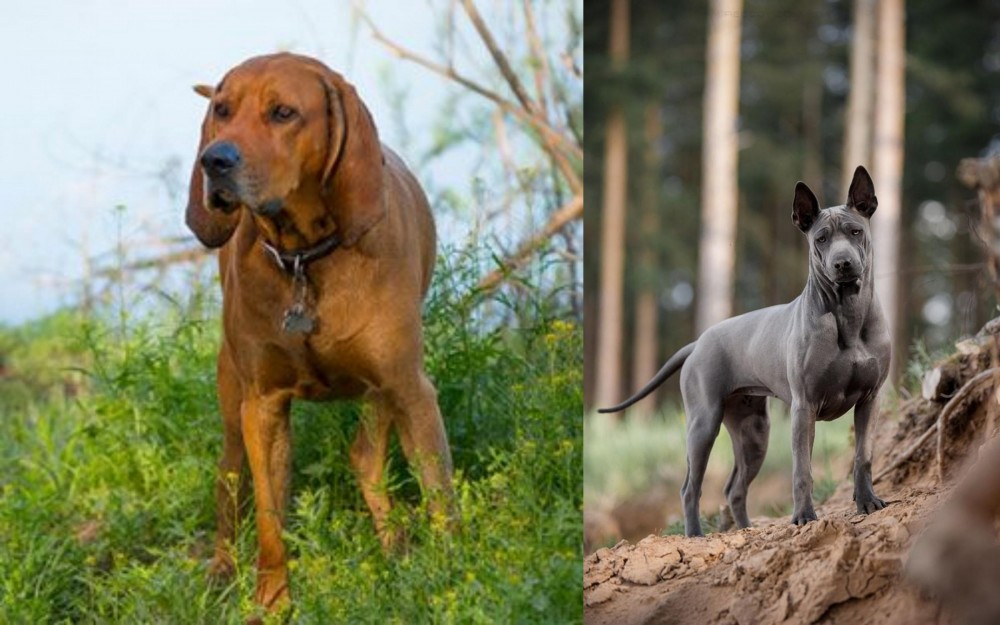 Thai Ridgeback vs Redbone Coonhound - Breed Comparison