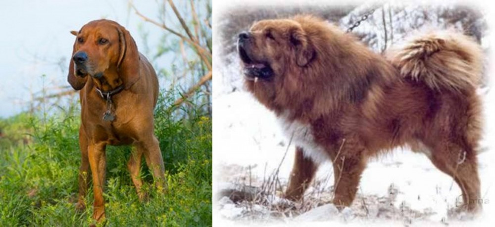 Tibetan Kyi Apso vs Redbone Coonhound - Breed Comparison