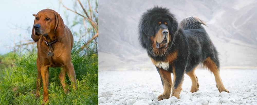 Tibetan Mastiff vs Redbone Coonhound - Breed Comparison