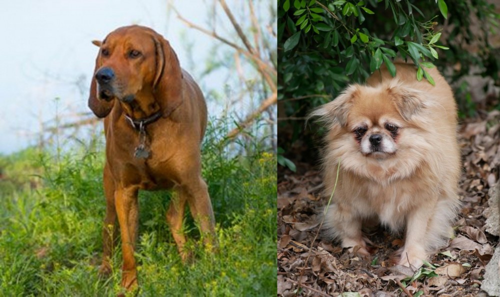 Tibetan Spaniel vs Redbone Coonhound - Breed Comparison