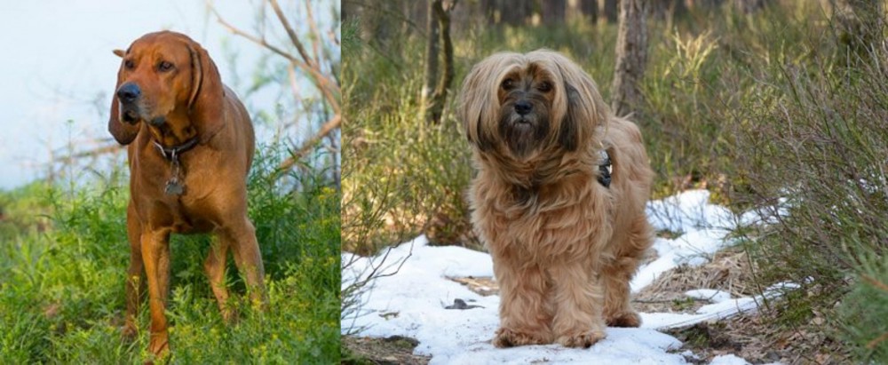 Tibetan Terrier vs Redbone Coonhound - Breed Comparison