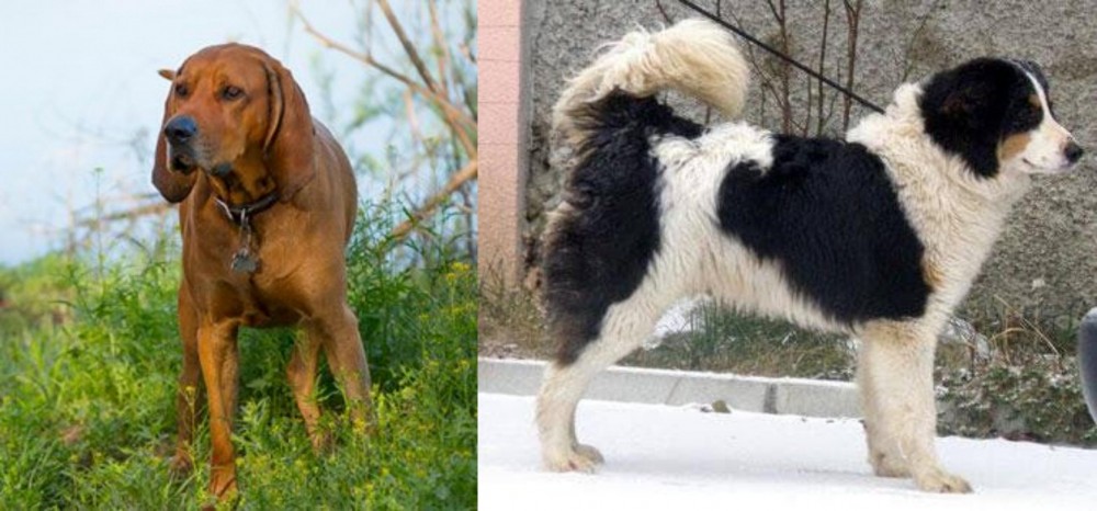 Tornjak vs Redbone Coonhound - Breed Comparison