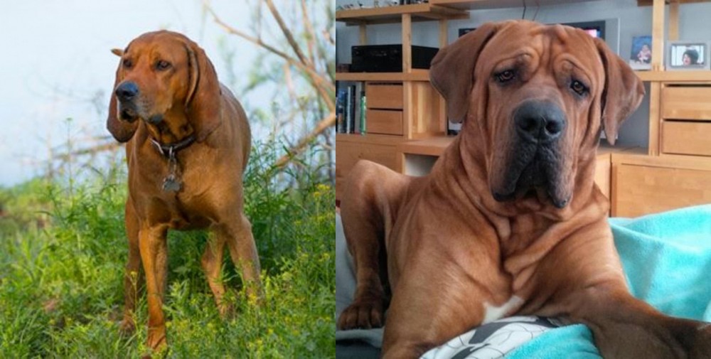 Tosa vs Redbone Coonhound - Breed Comparison