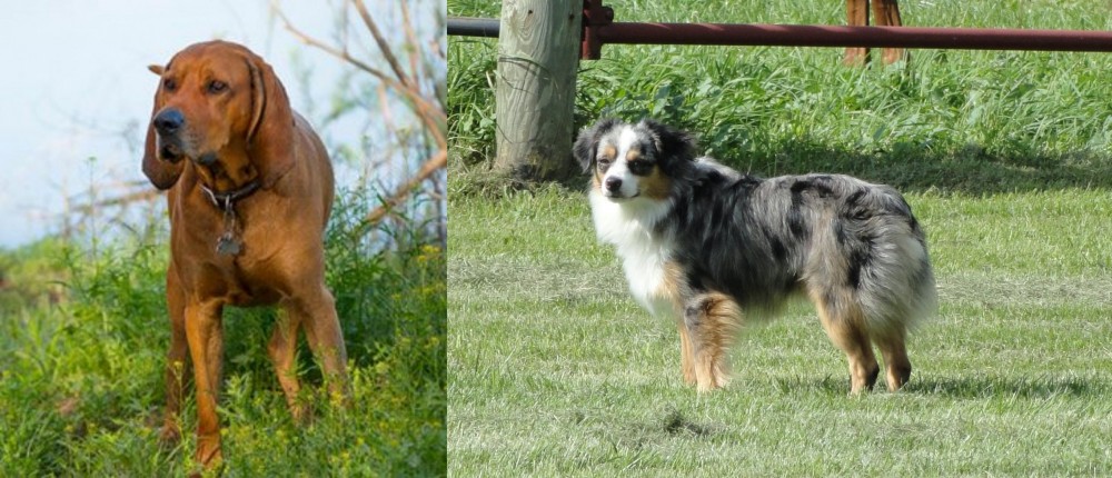 Toy Australian Shepherd vs Redbone Coonhound - Breed Comparison